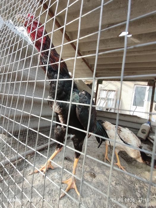 Куланги пара сотилади