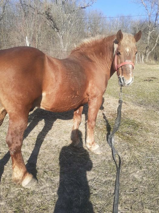 Cal de vânzare in Gorj