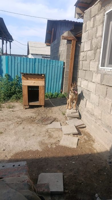 продам 6-месячную овчарку