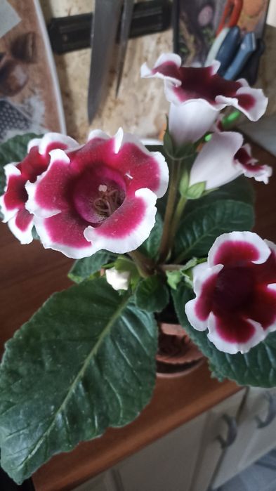 Продам глоксинии