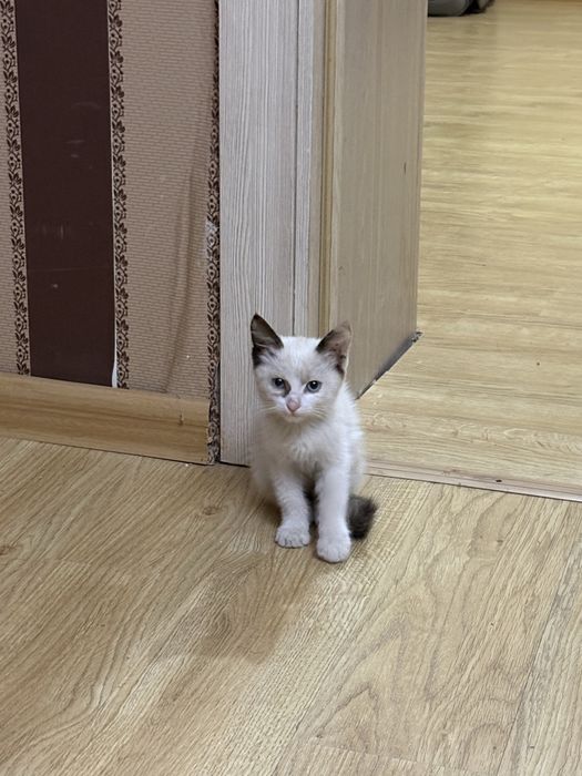 Котенок девочка с голубыми глазками