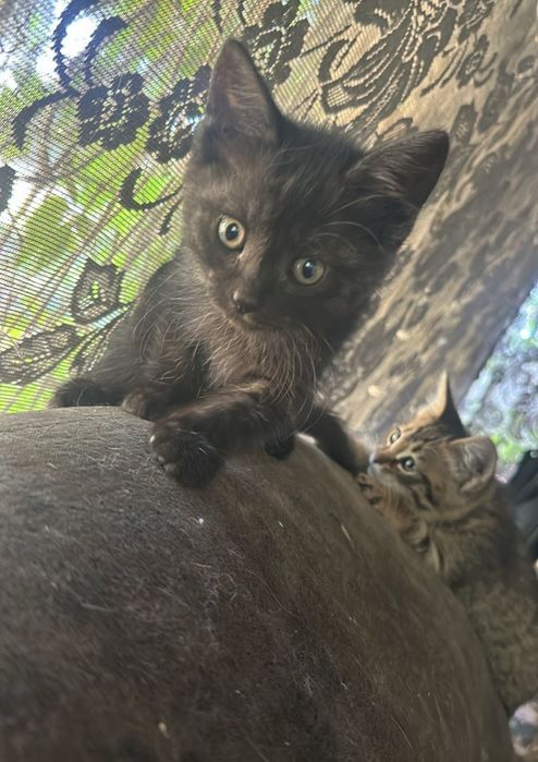 Котята-подкидыши ищут дом!