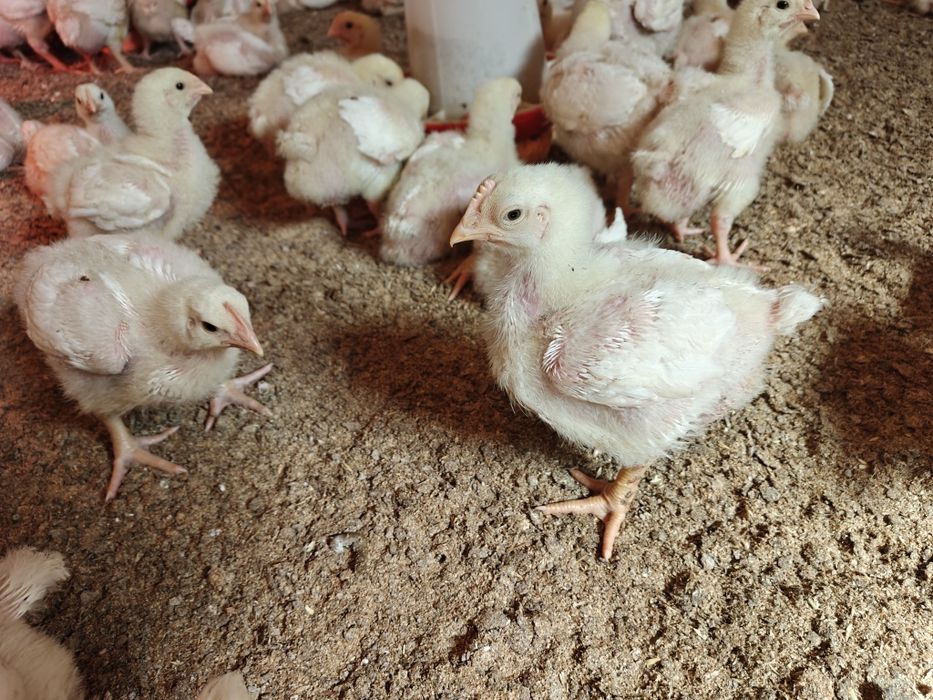 Бройлеры Айбор айкрес