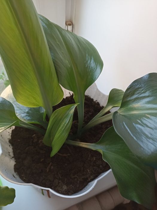 Продаются  комнатные,садовые цветы