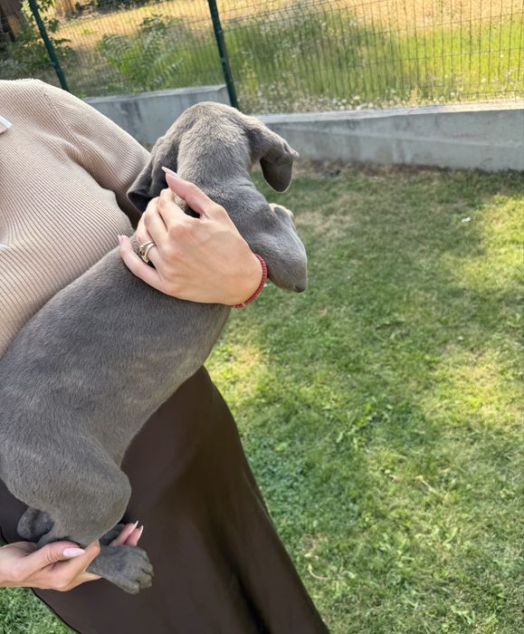 Кане Корсо Италиано