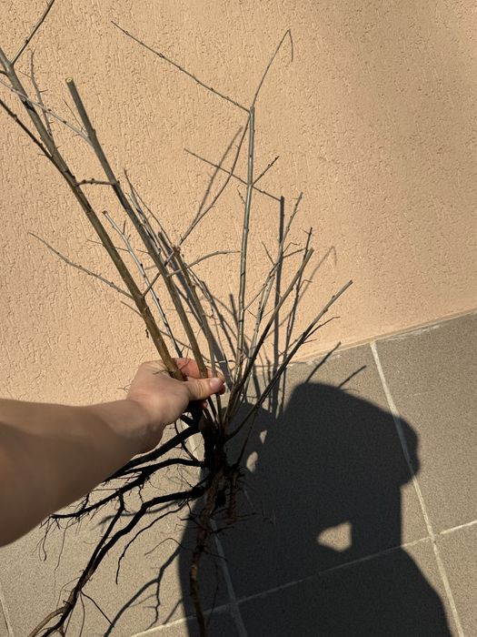 Arbusti catină boabe