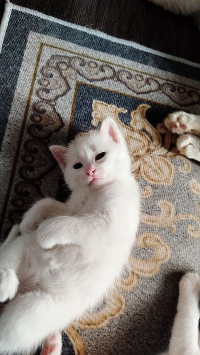 Котенок в хорошие руки!