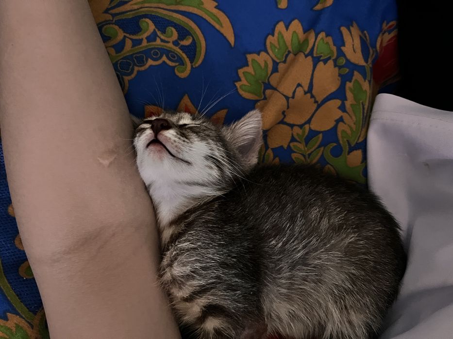 Асық ұлтық оиын