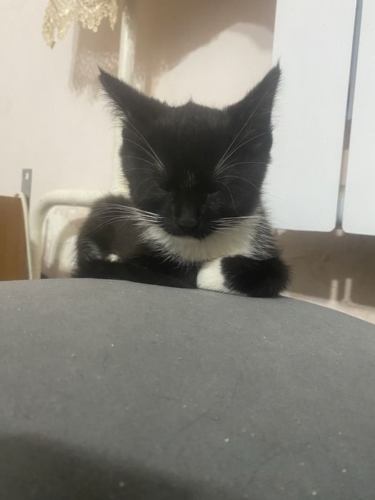 Отдам котенка в семью с детьми