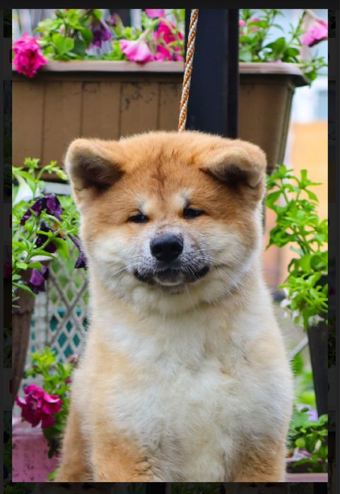 Щенки акита