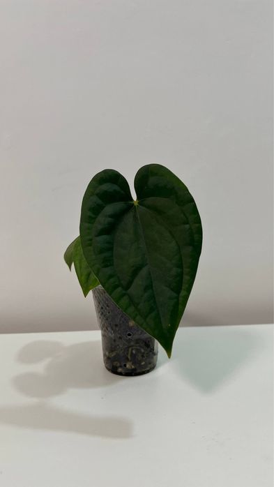 anthurium papillilaminum var x Luxurians