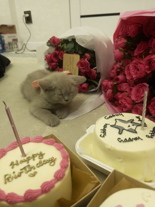 Британский котик,породистый