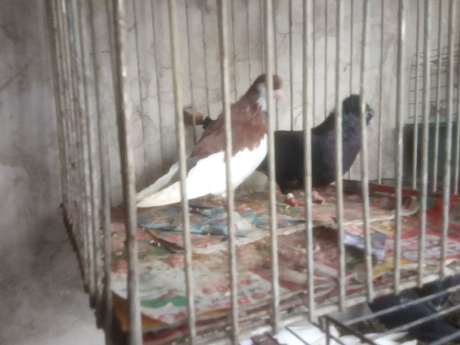 Продавам чифт кабаци