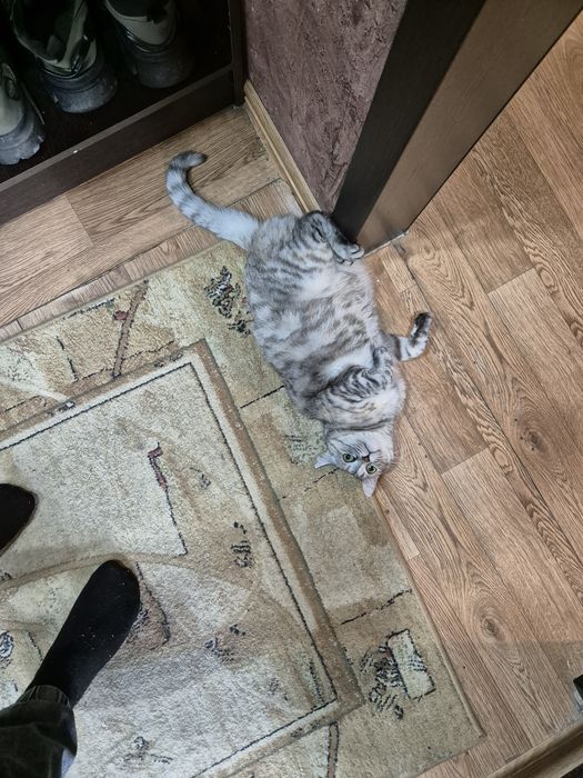 Кошка в добрые руки