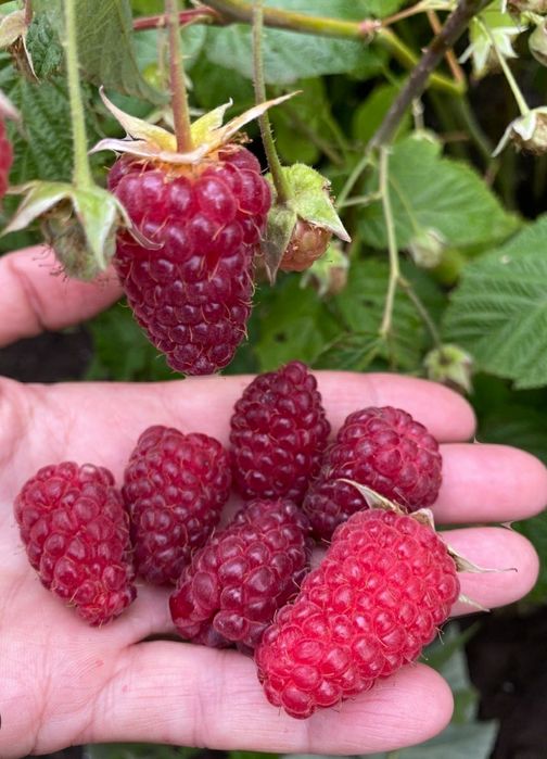 Arbusti Fructiferi (Zmeur Rosu )