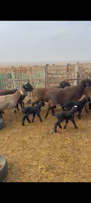 Қозылы қой. Парода гисса