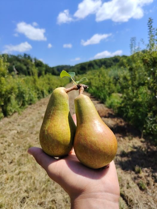 Pere proaspete. Vânzare ANGRO