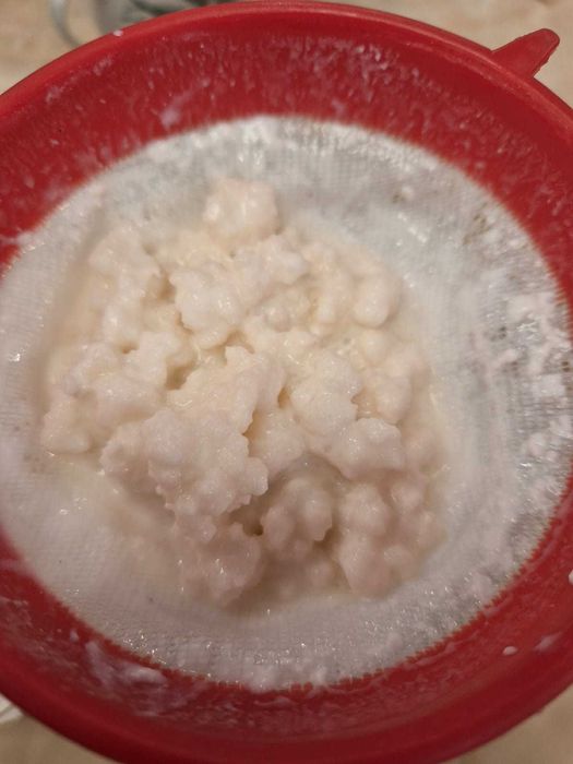 Vând cultură de kefir de lapte tibetan (ciuperca kefir)