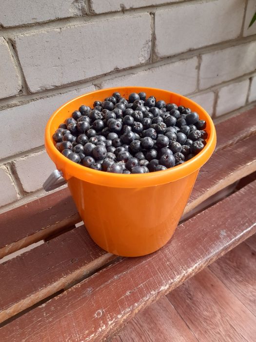 Продам черноплодную рябину.