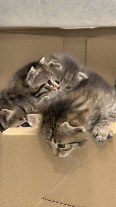 Котята! Срочно раздаем