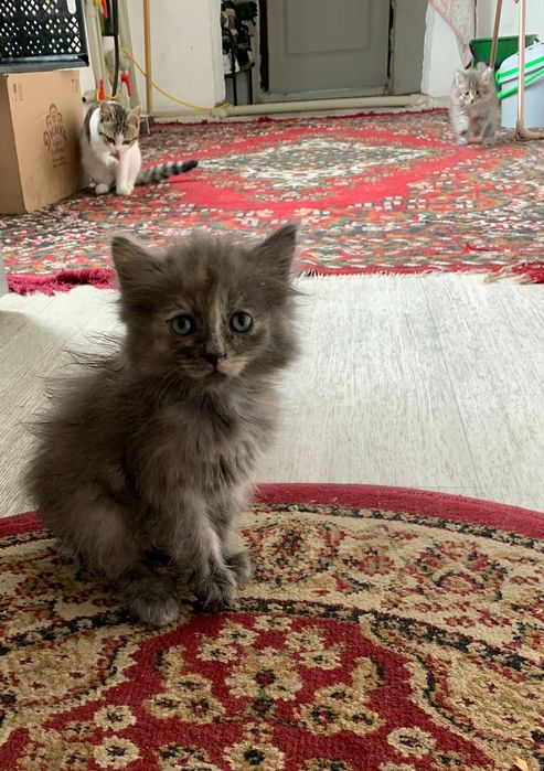 Кошечка 2,5 месяца. Кушает все . Лоток знает
