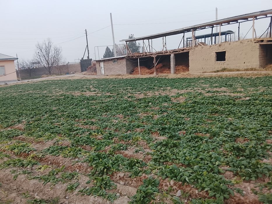 Йол устидан 8 сотих йеримиза сотуга чикти