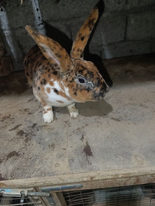 Rex gepard quyon samets