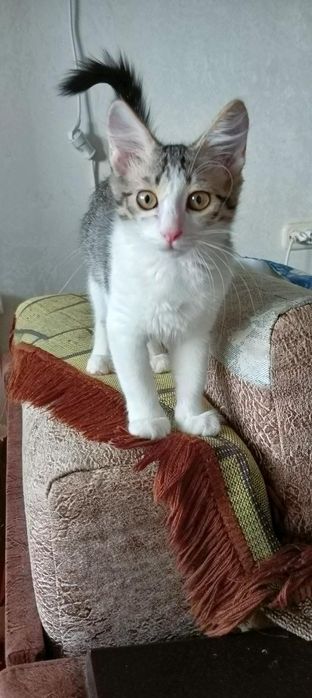 Маленькая кошечка