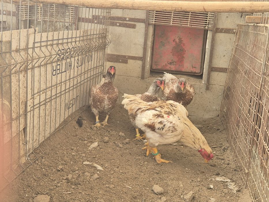 Vând oua combatant indian talie mare