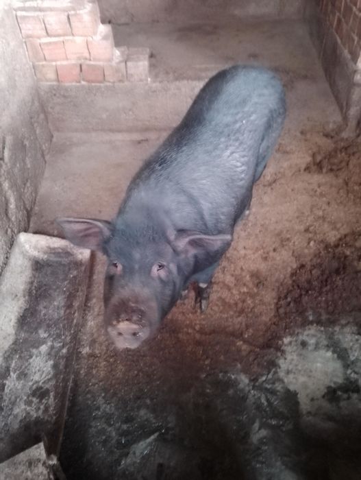 Прасе-с.Тополчане,Сливен