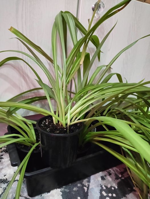 Продам хлорофитум