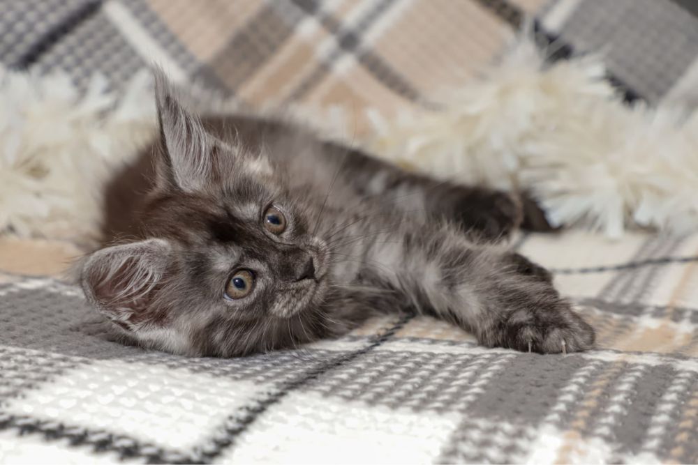 Кошечка мейн кун окраса черный дым