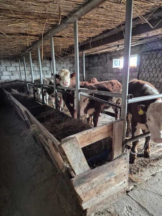 Продам КХ срочно от города 5 км!