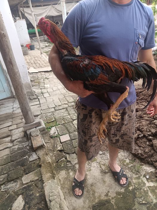 Dakenni zori zoti toza 5kg