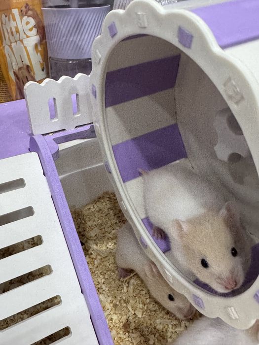 Отдам даром хомячков