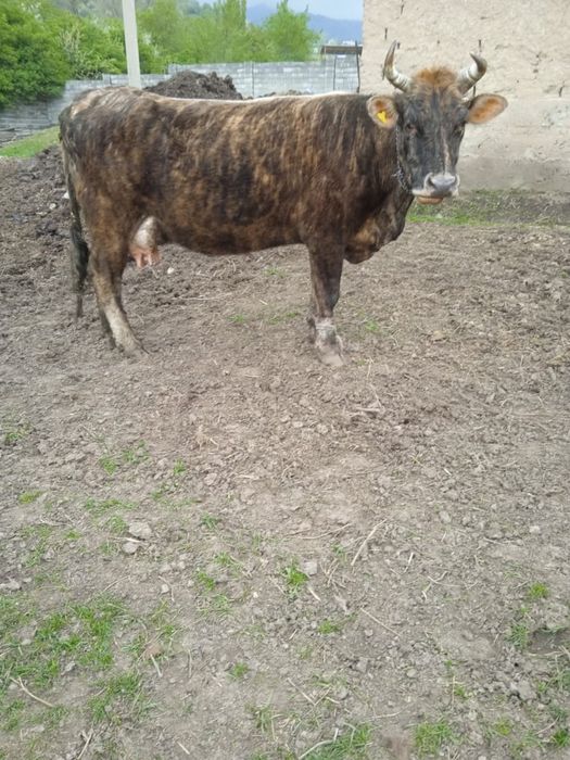 Сиыр бұзауымен сатамын.