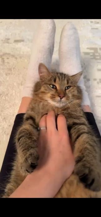 КОТИК в добрые руки