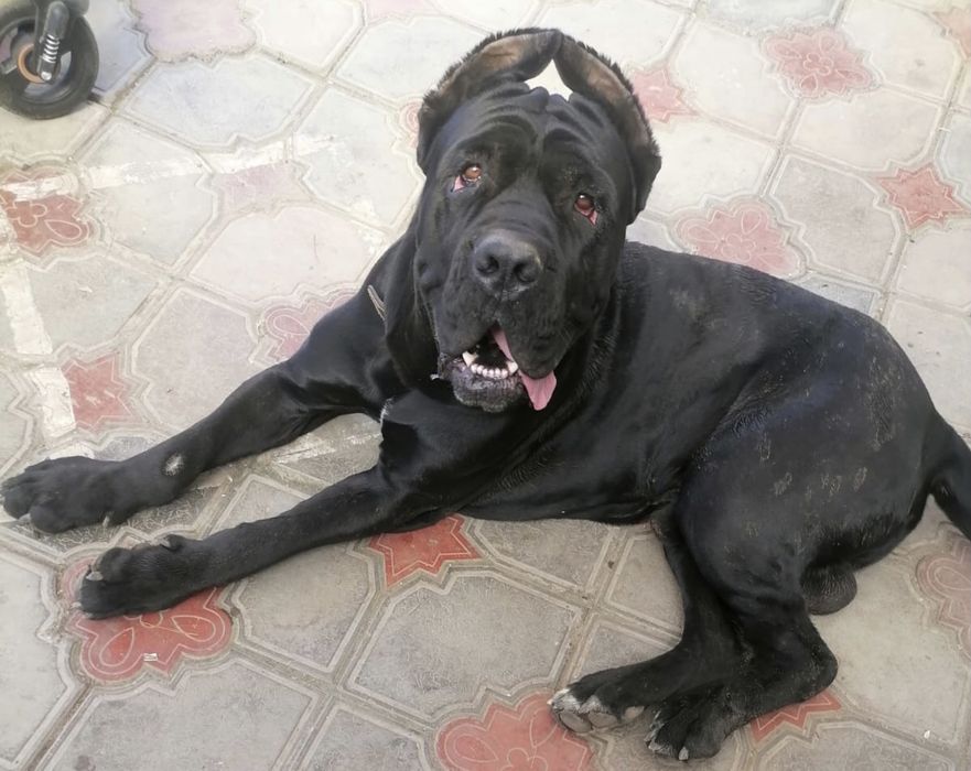 Канекорсе продам срочно кабель