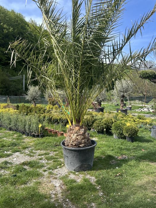 Plante ornamentale de vanzare