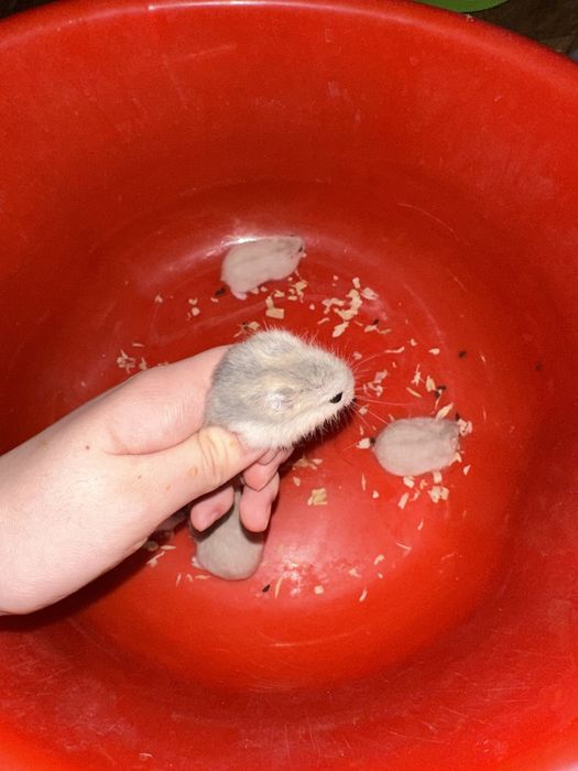 Продается хомяк парода джунгарские