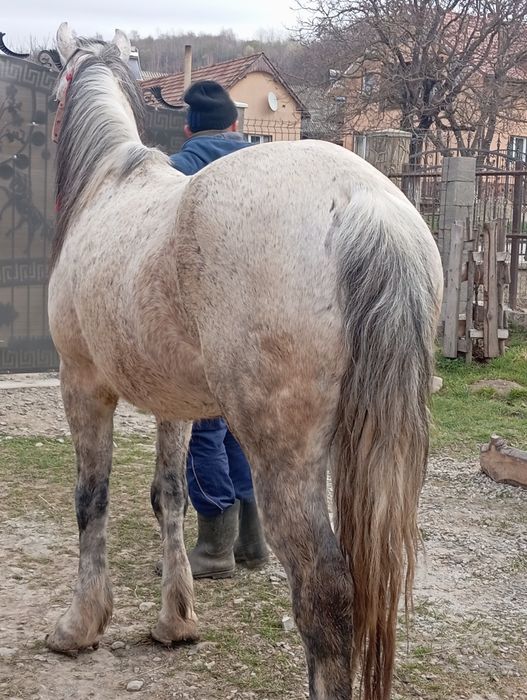 Vând cal de 8 ani garantat de tras