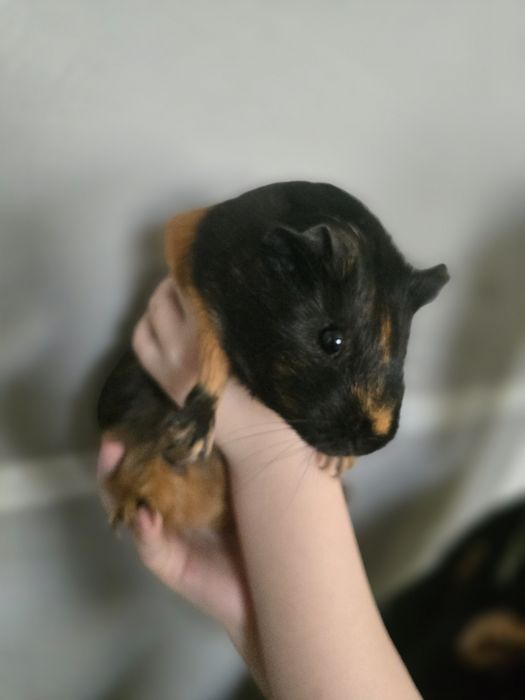 Продам морскую свинку девочка с клеткой