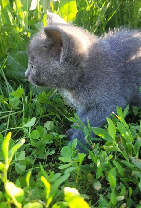 Котенок Дымчатый