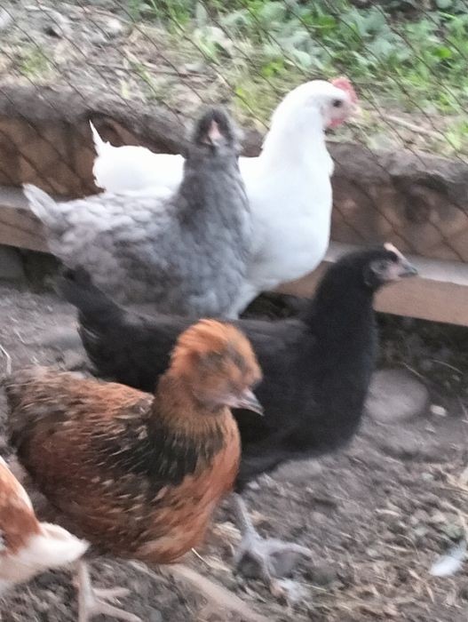 Продаются молоденькие курочки