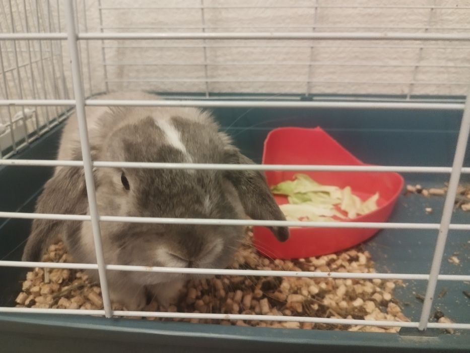 Кролик декоративный