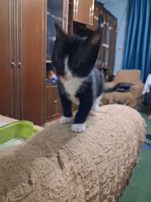 Отдам котят в хорошие руки