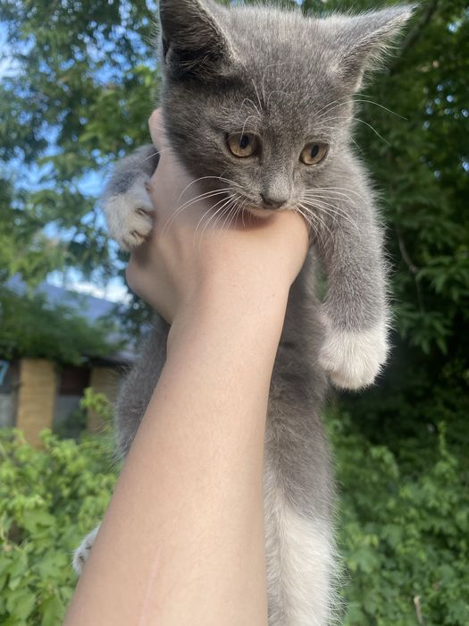Котята,2 месяца,черный-мальчик,серая-девочка