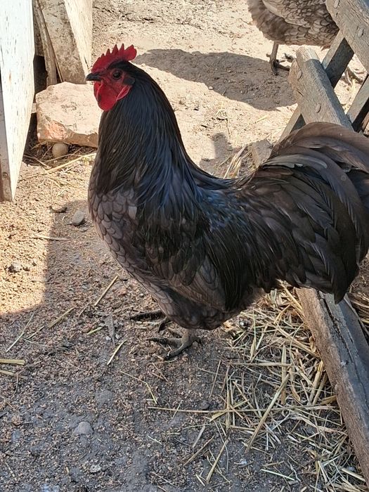 Oua pentru incubat din rasele australorp issa brown și monaco