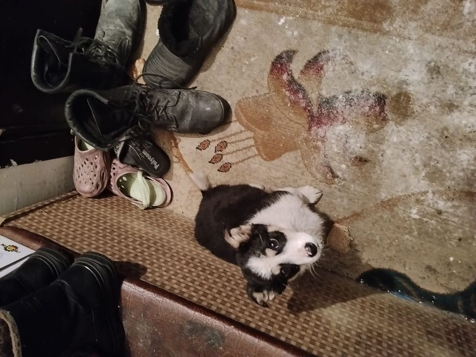 Отдам щенка в хорошие руки