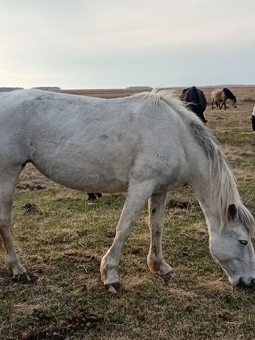 Продам кобылы 5 лет